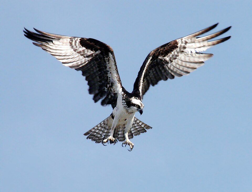 Osprey &mdash; Caledon, Ontario
