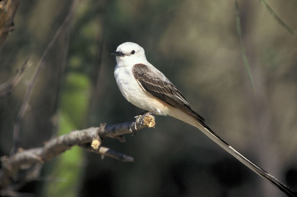 Scissor-tailed Flycatcher &mdash; North Texas