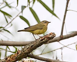 Connecticut Warbler &mdash; Oporornis agilis