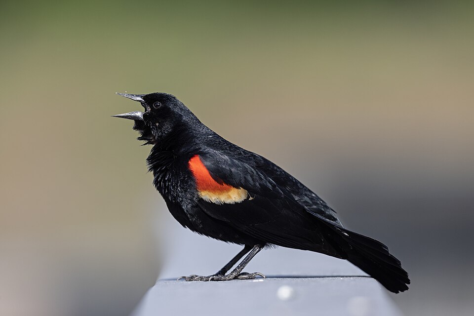 Red-winged Blackbird â€” Blaine, Minnesota
