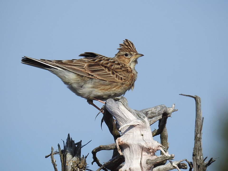 Eurasian Skylark &mdash; Sefton coast, Southport