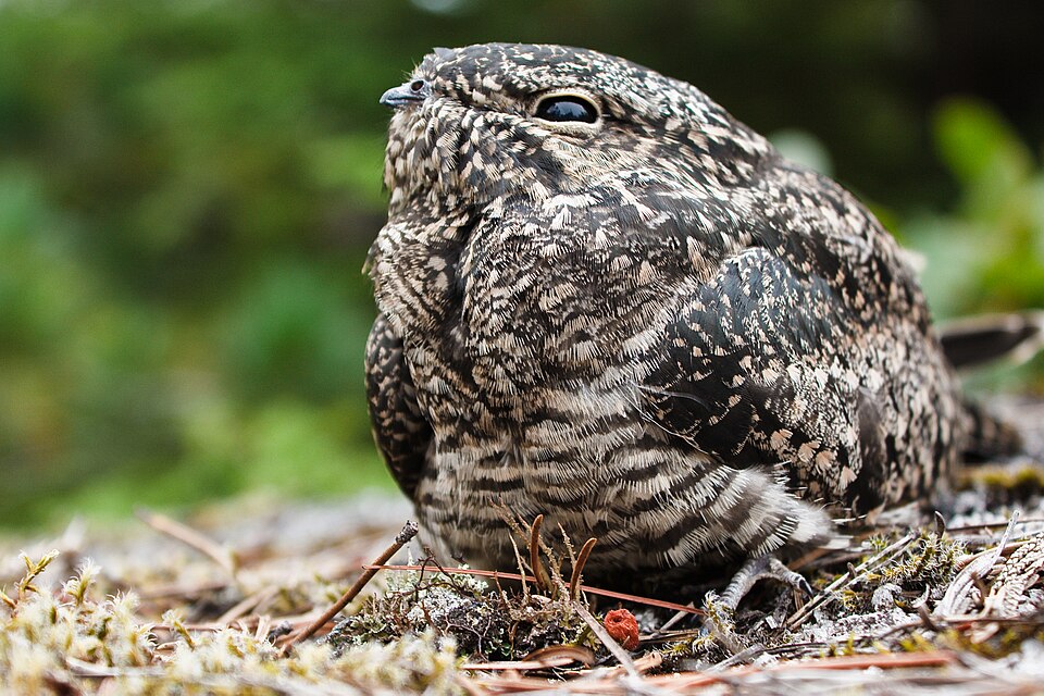 Common Nighthawk &mdash; Chordeiles minor