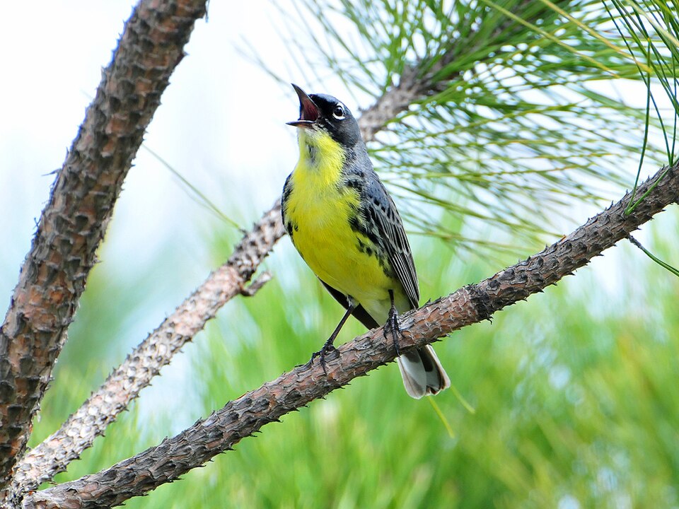 Kirtland's Warbler &mdash; jack pine country, northern Michigan