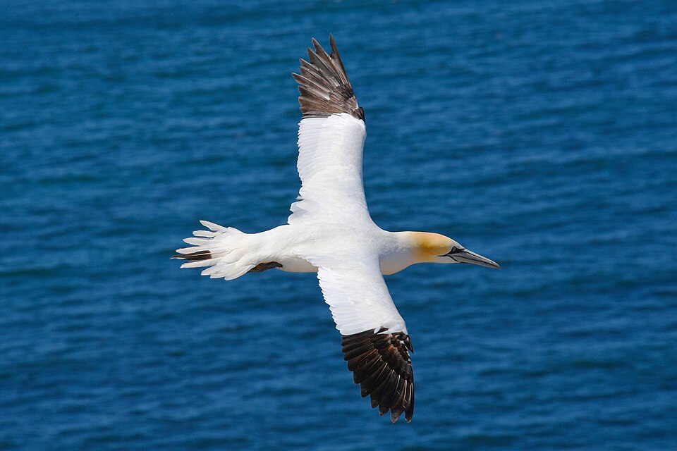 Northern Gannet, Bass Rock, North Berwick, Scotland